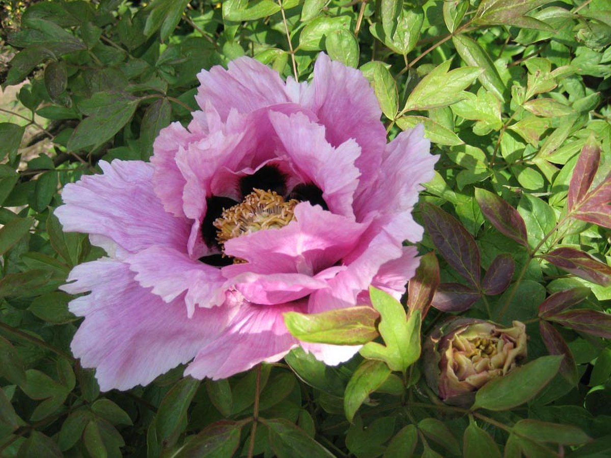 Pivoine