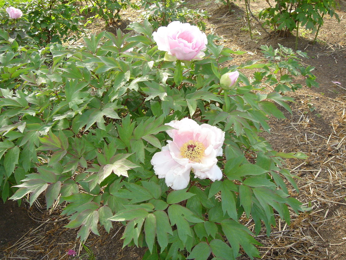 Paeonia suffruticosa
