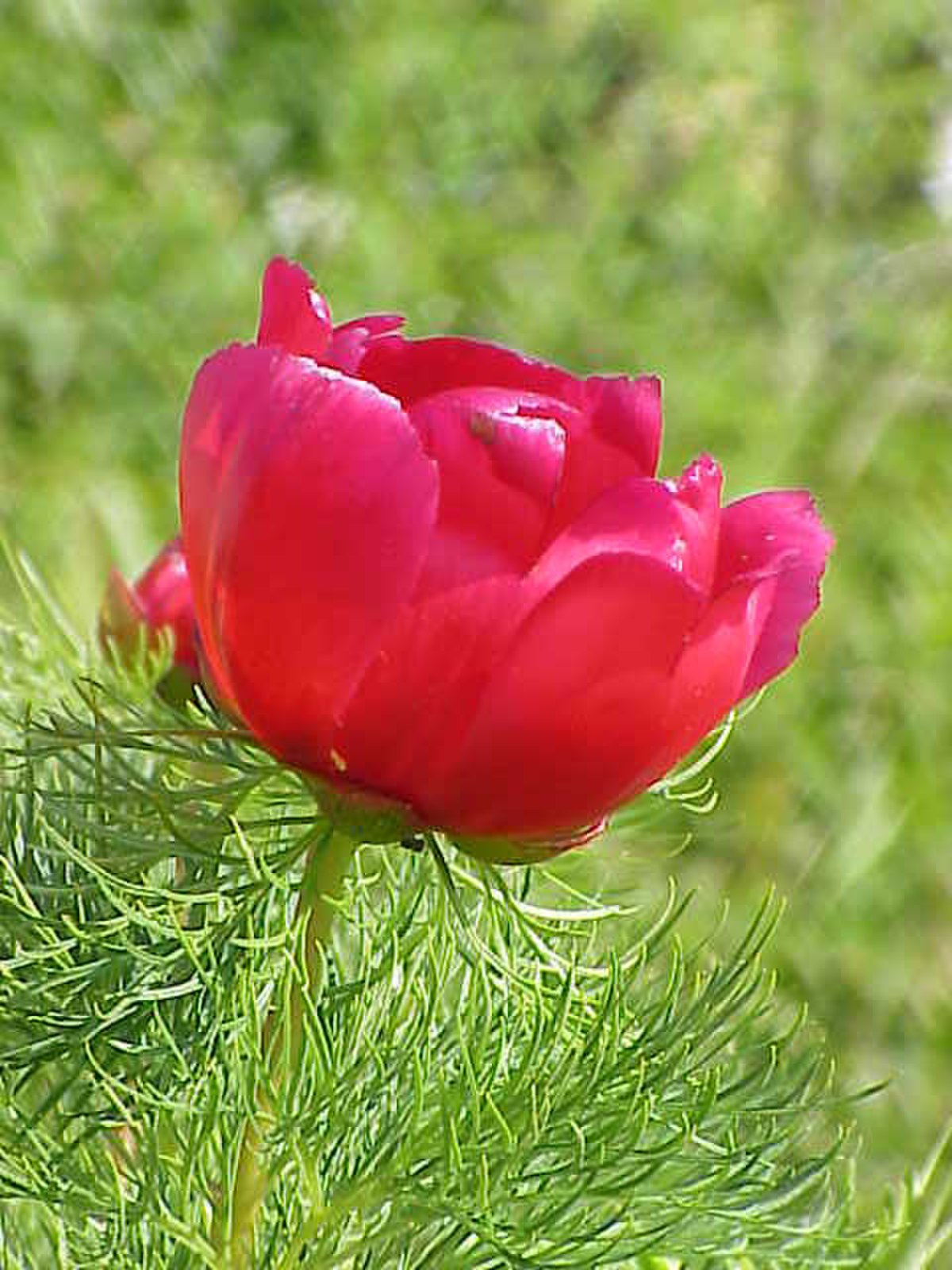 Paeoniaceae