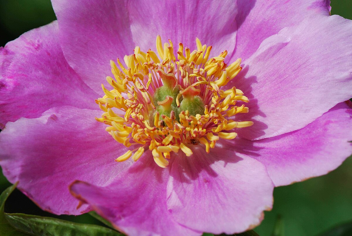Paeonia veitchii