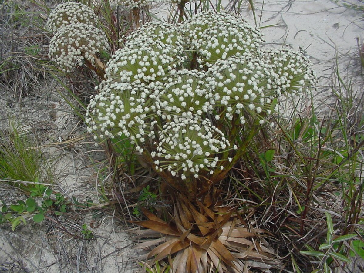 Paepalanthus