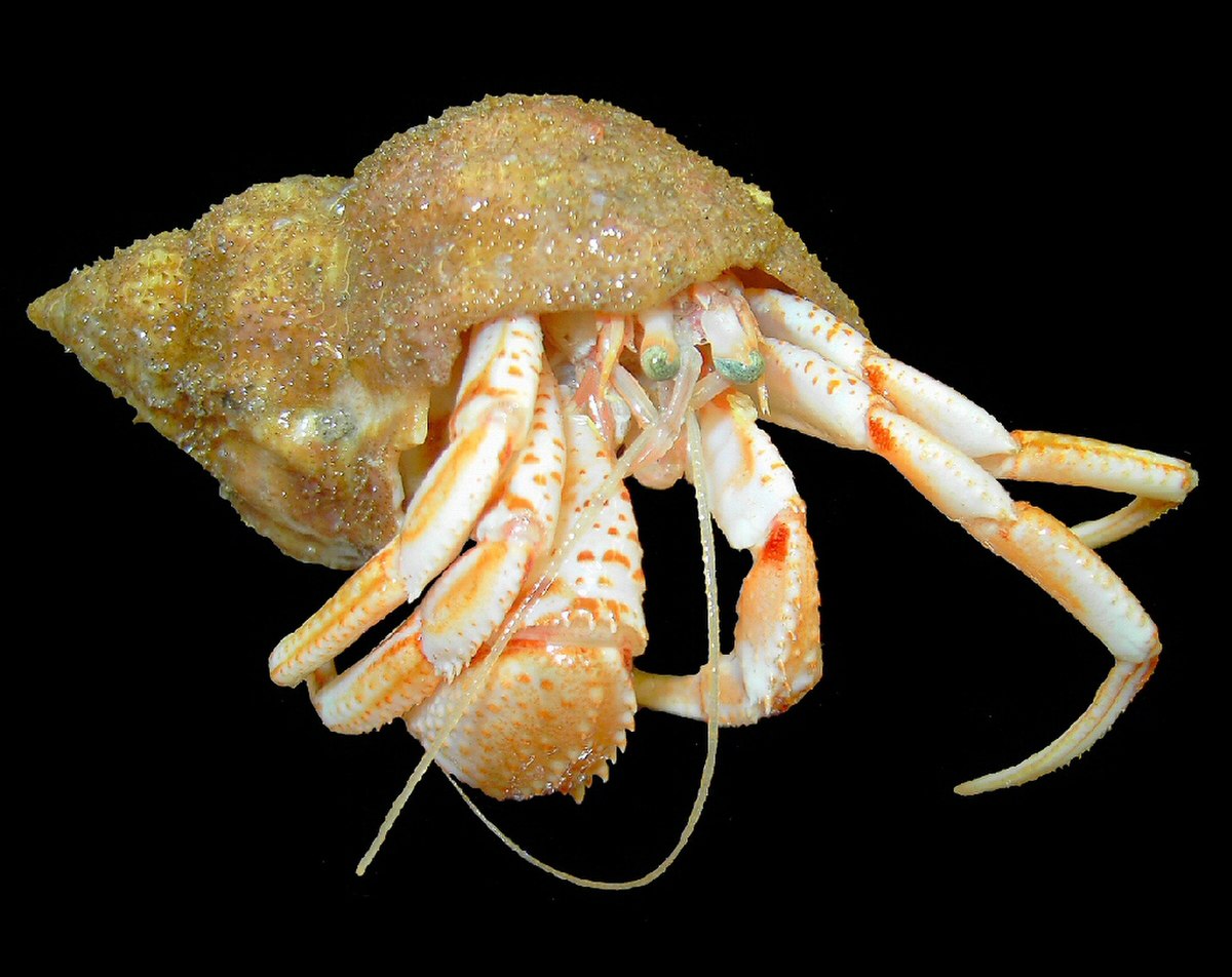 Pagurus bernhardus