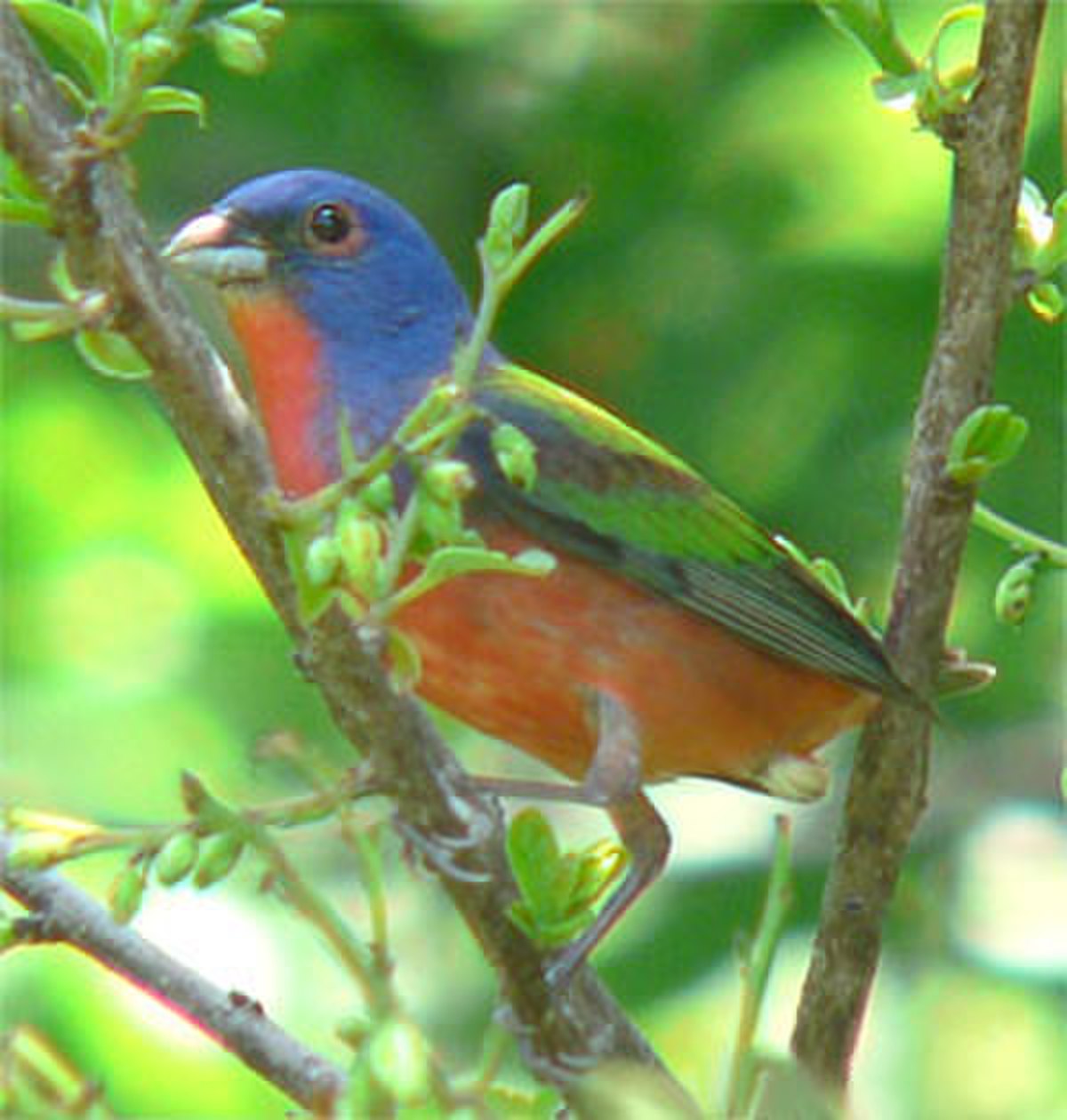 Pape (oiseau)