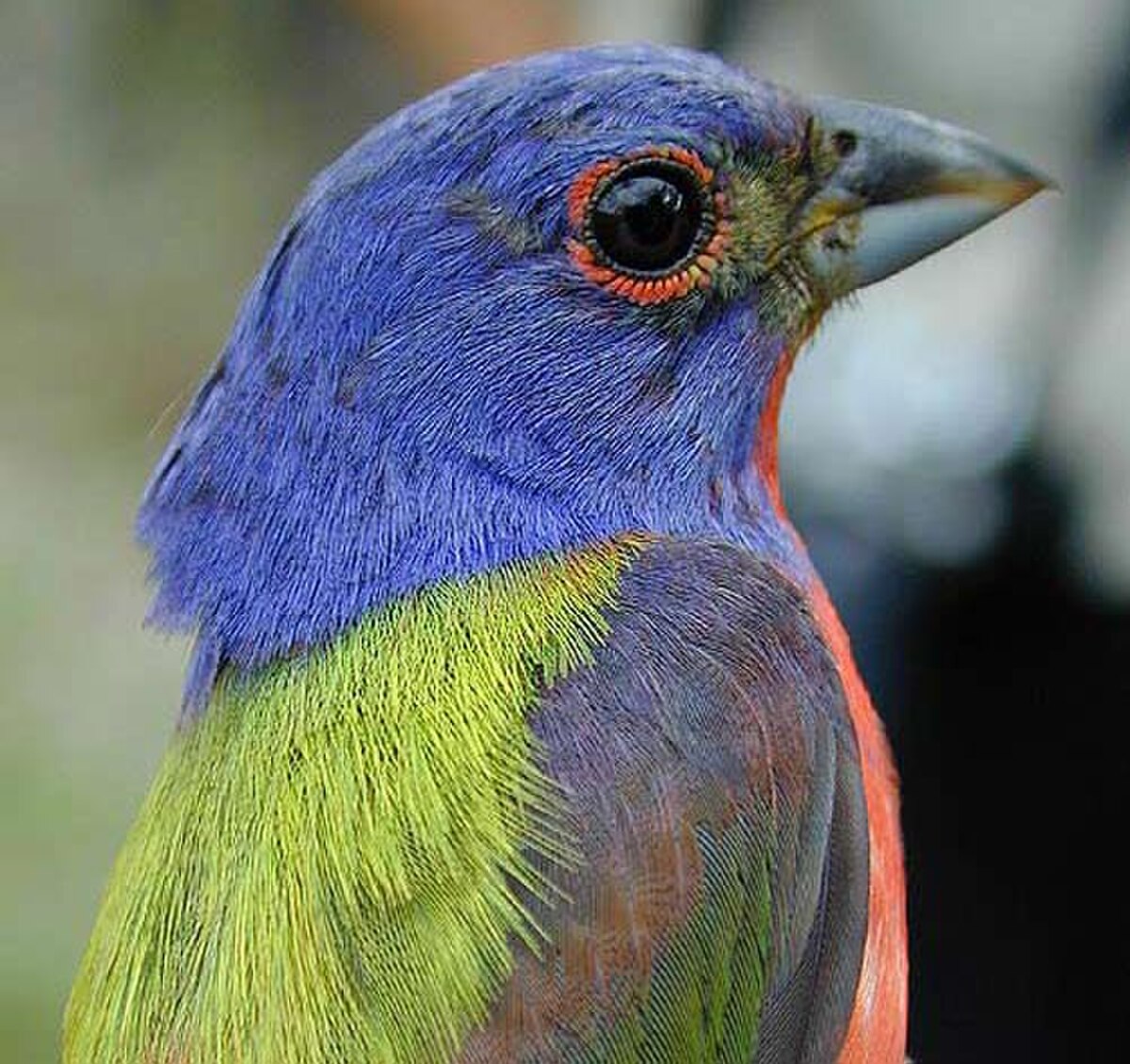 Passerin nonpareil