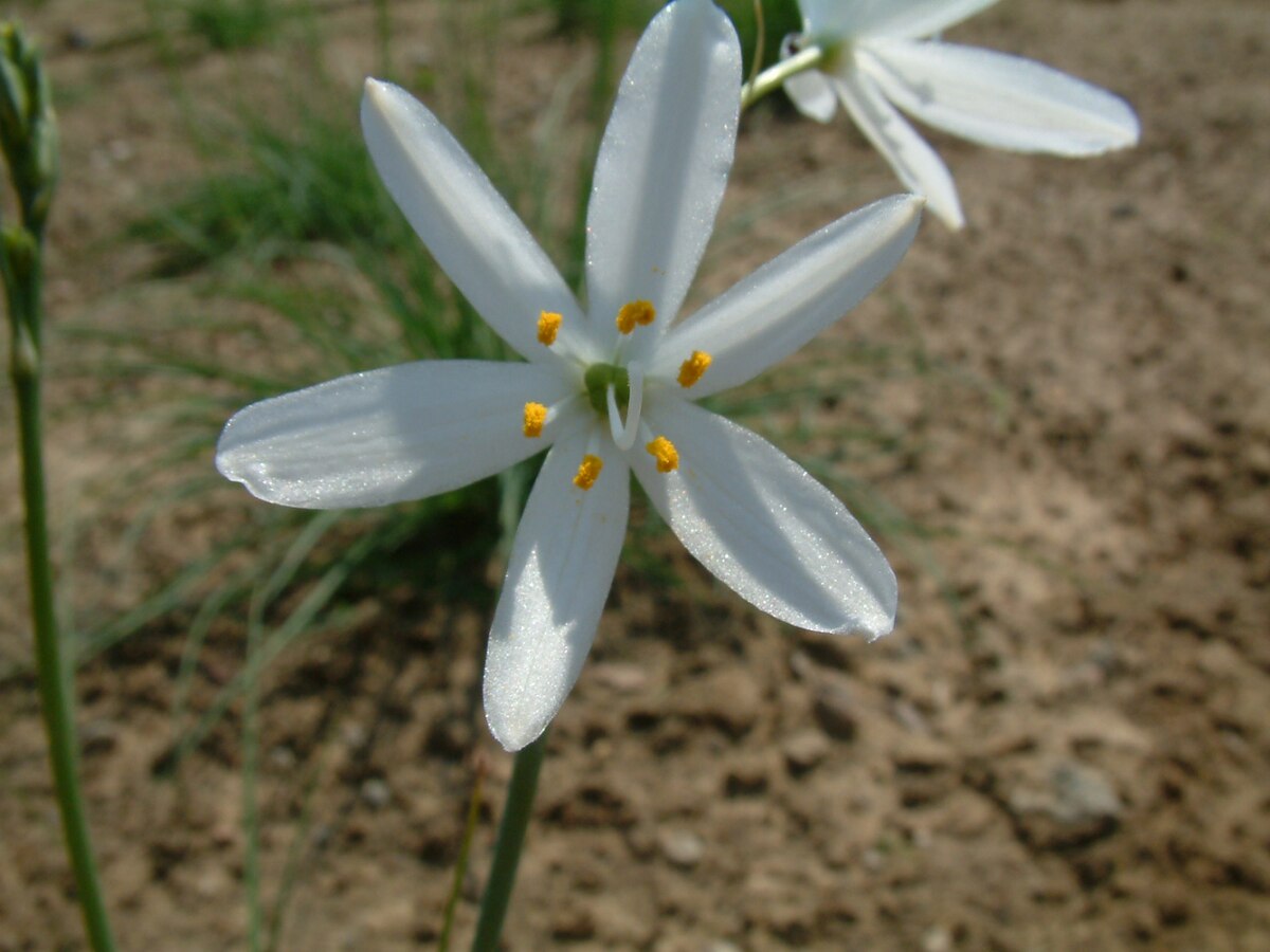 Anthericum
