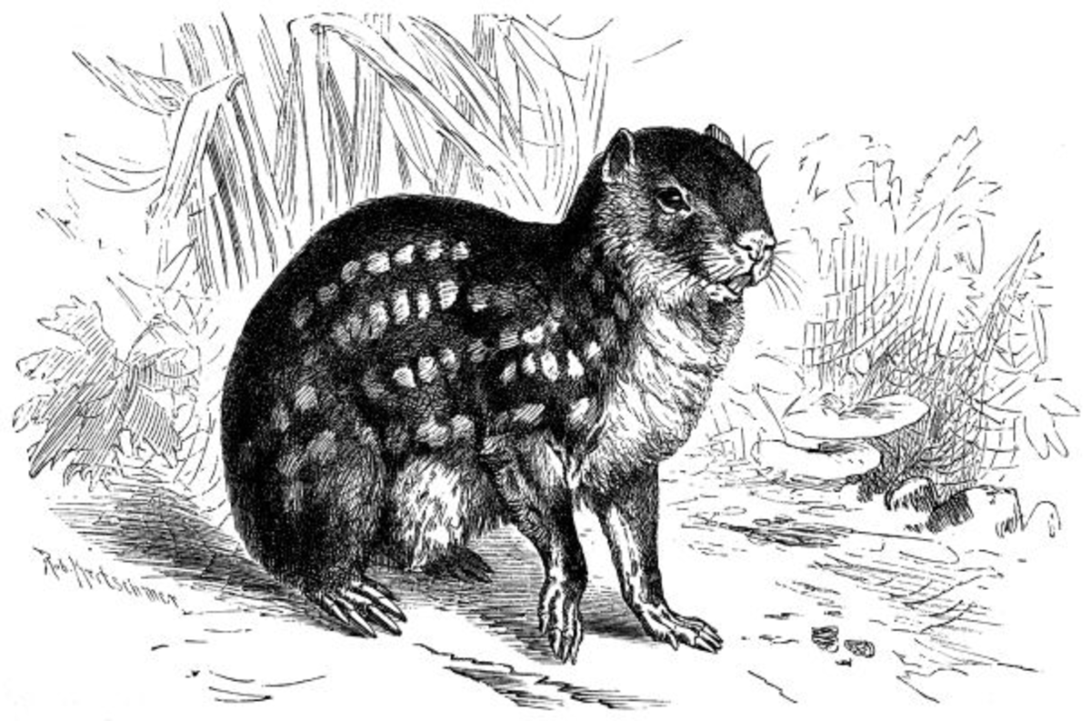 Agouti (genre)