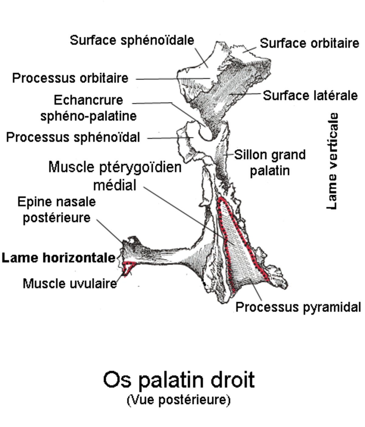Os palatin