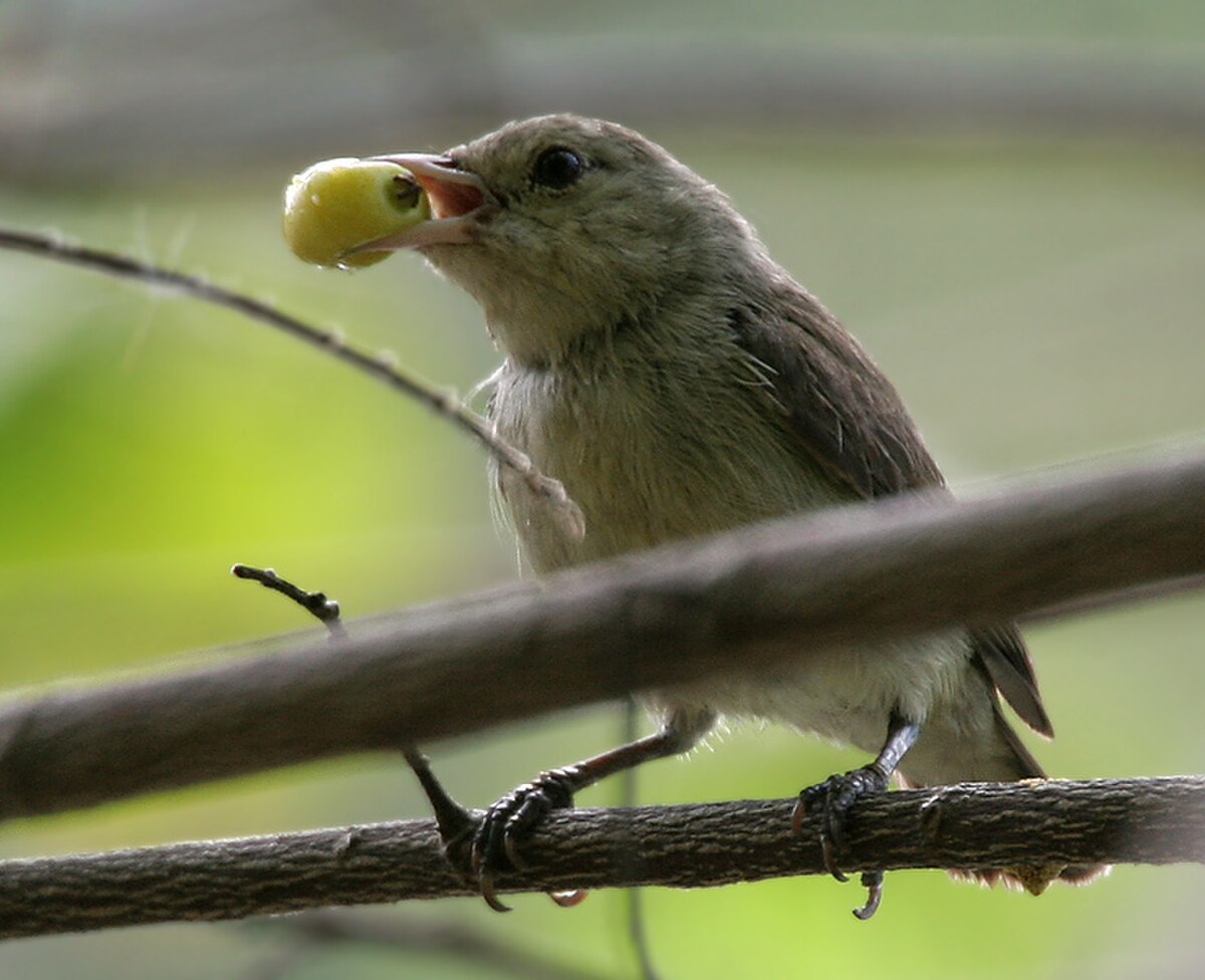 Dicaeidae