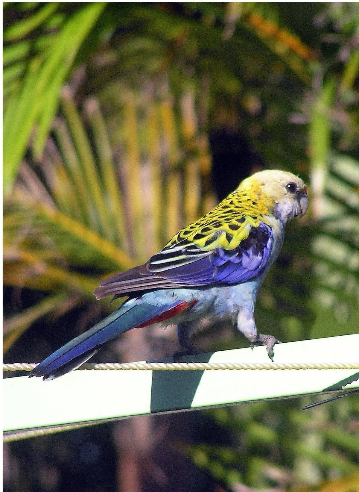 Pale-headed Rosella (Platycercus adscitus)2.jpg