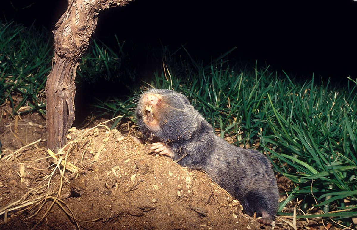 Nannospalax ehrenbergi