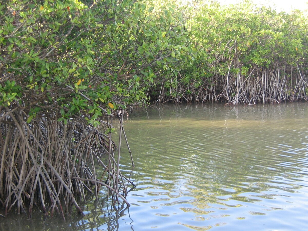 Rhizophora mangle