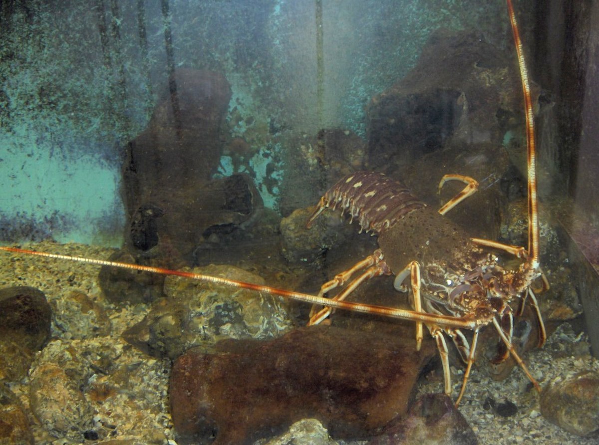 Langouste commune (Palinurus elephas)