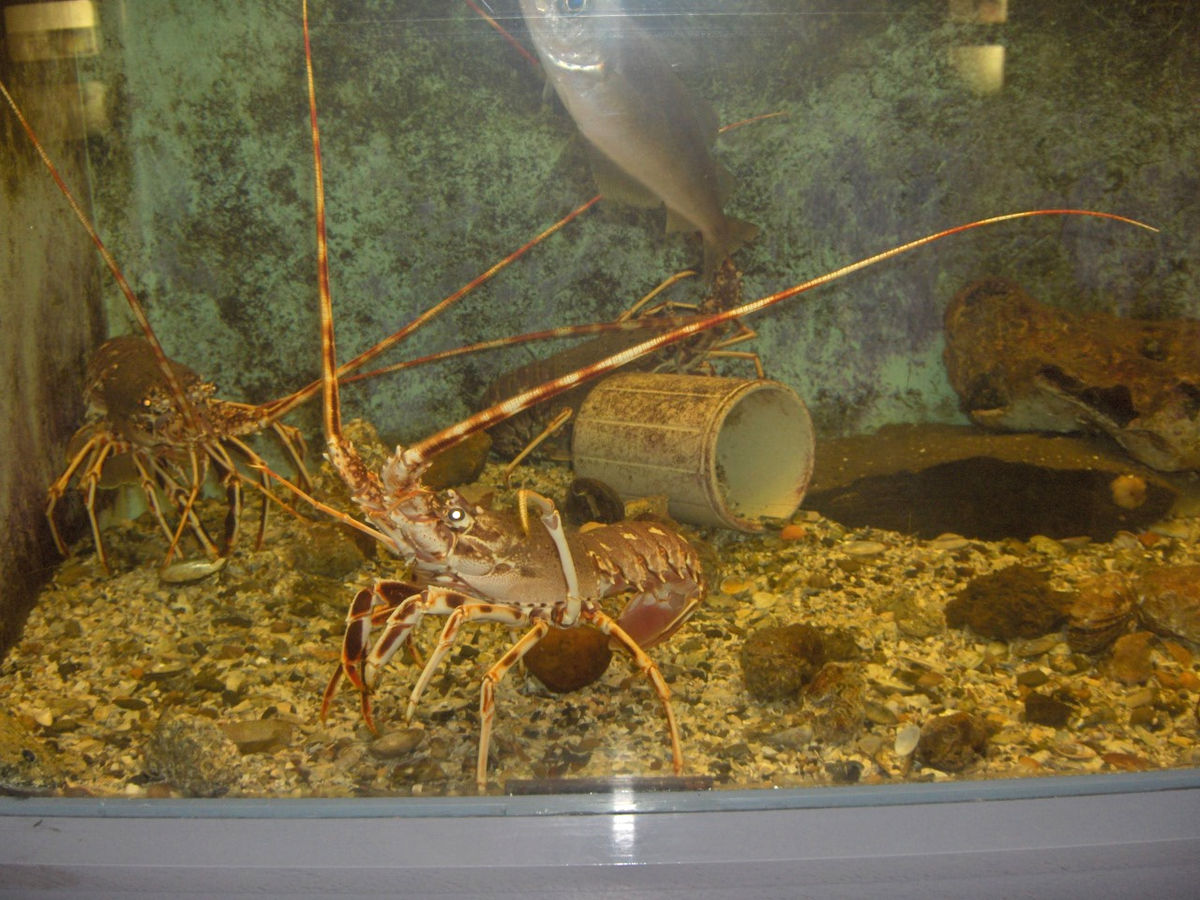 Langouste rouge