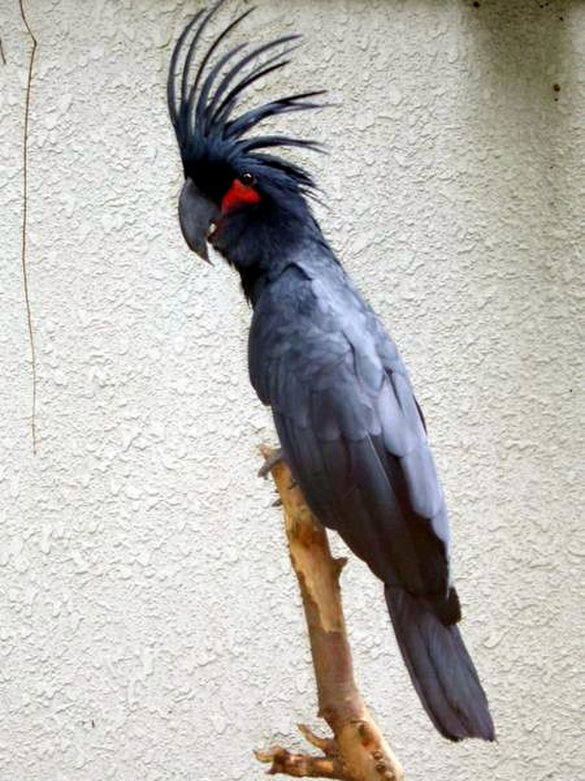 Calyptorhynchini
