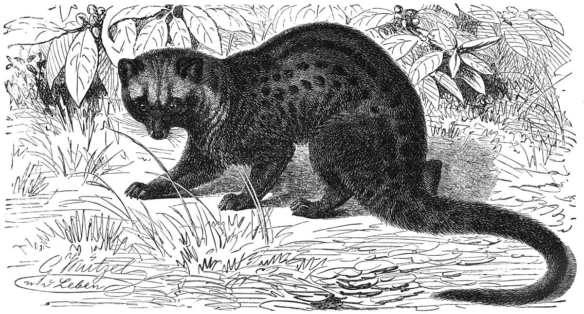 Palmenroller-drawing.jpg