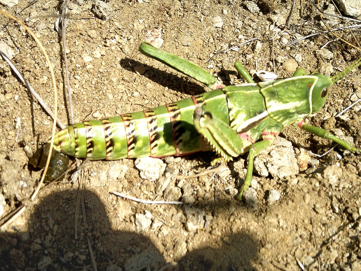 Pamphagidae