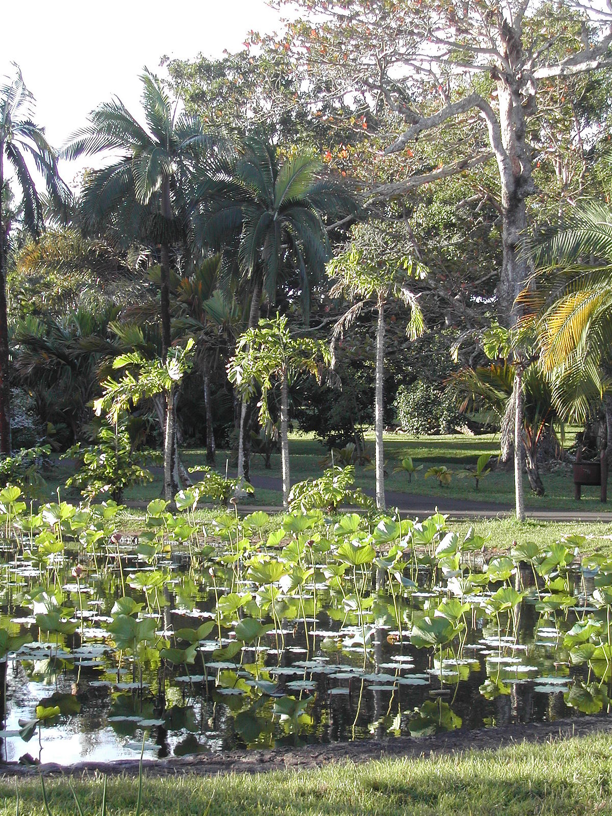 Jardin botanique Sir Seewoosagur Ramgoolam