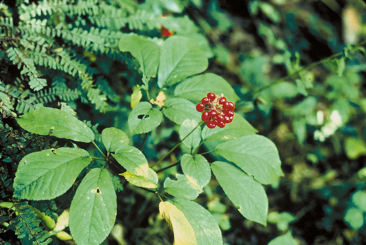 Ginseng américain