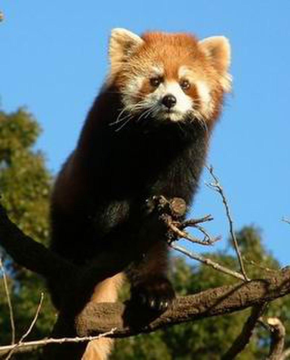 Petit panda