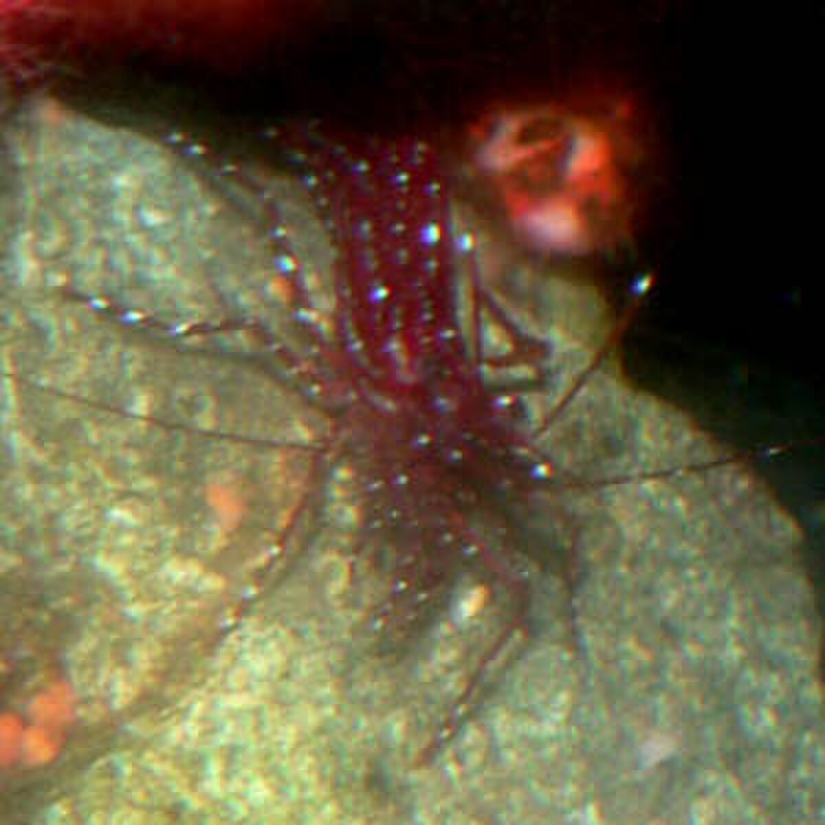 Pandalidae