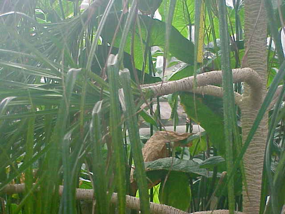 Pandanaceae