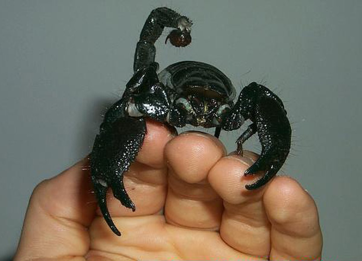 Pandinus