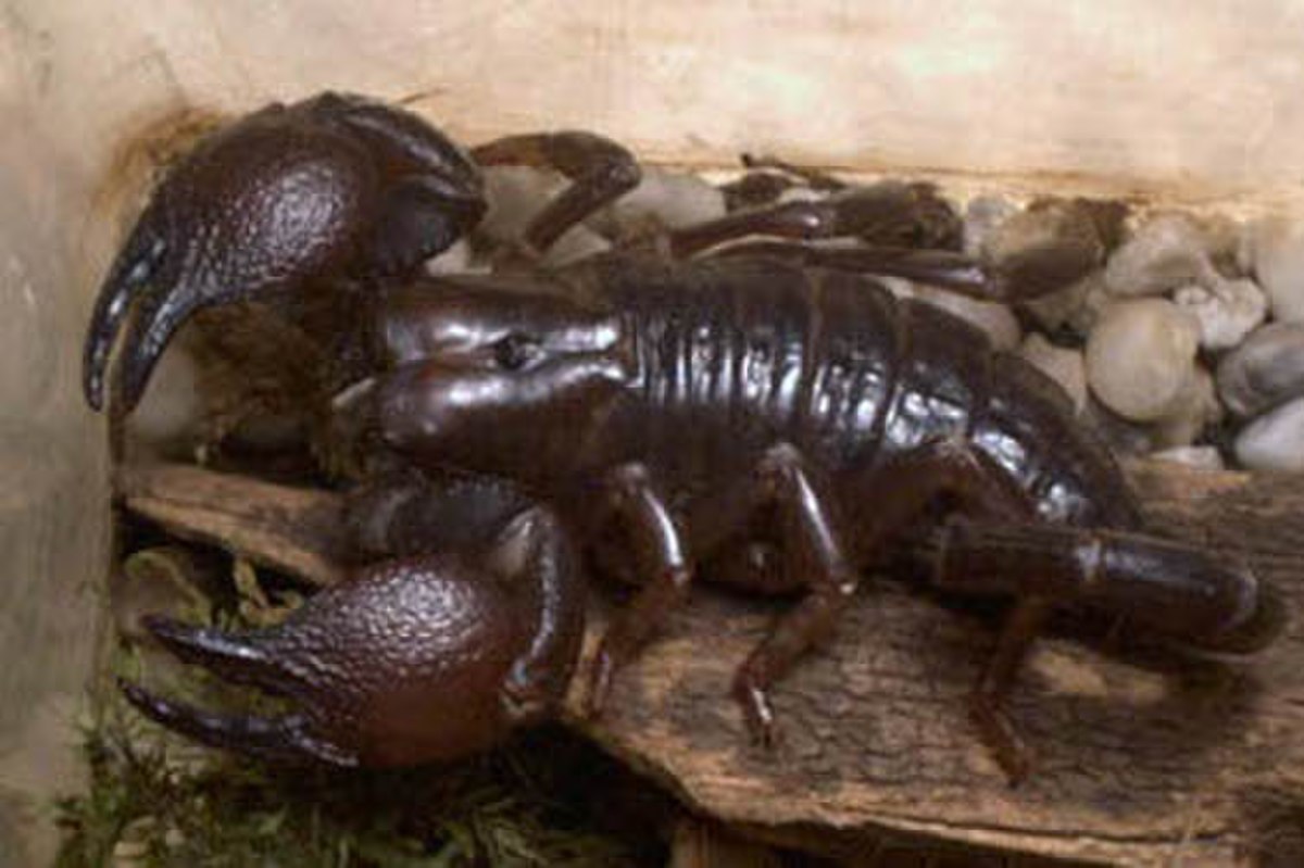 Arachnida