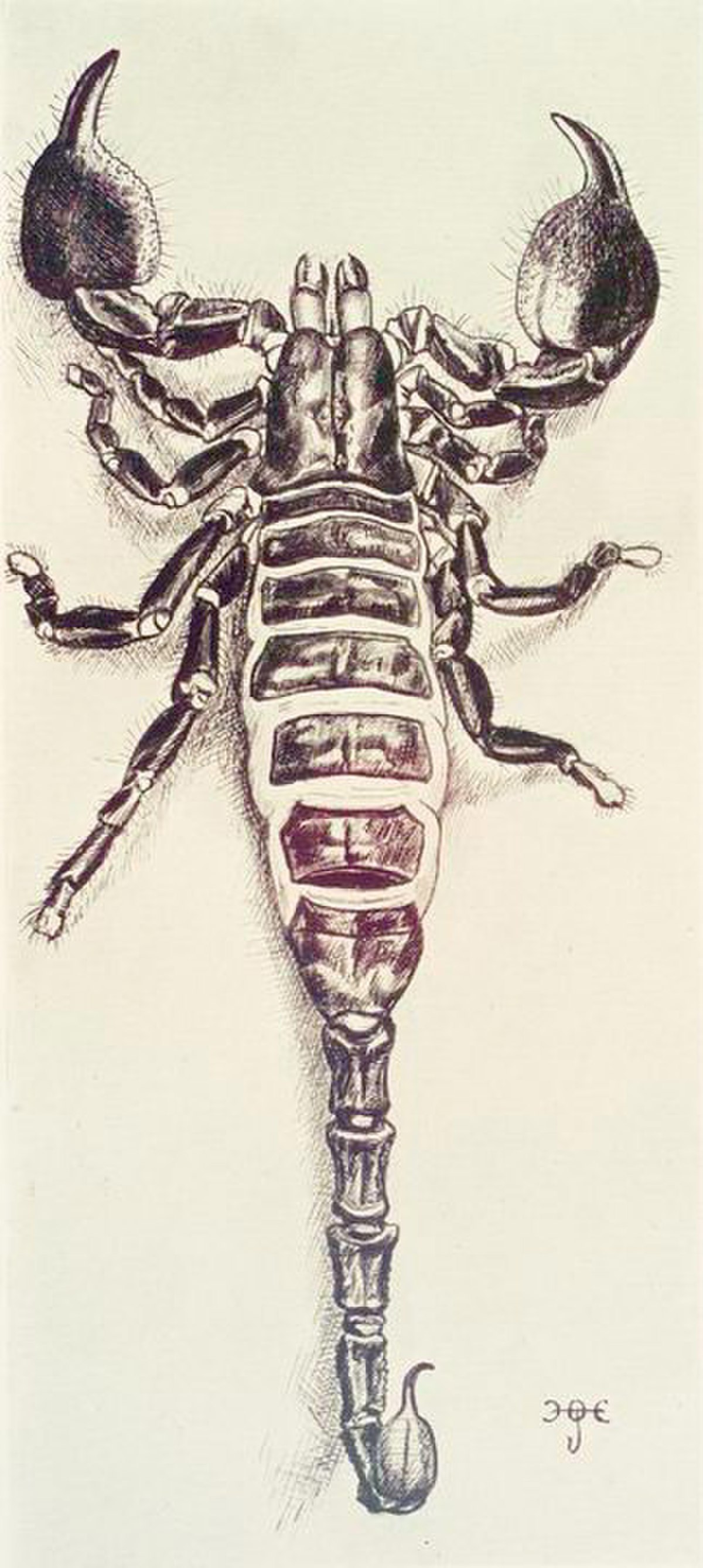 Pandinus imperator