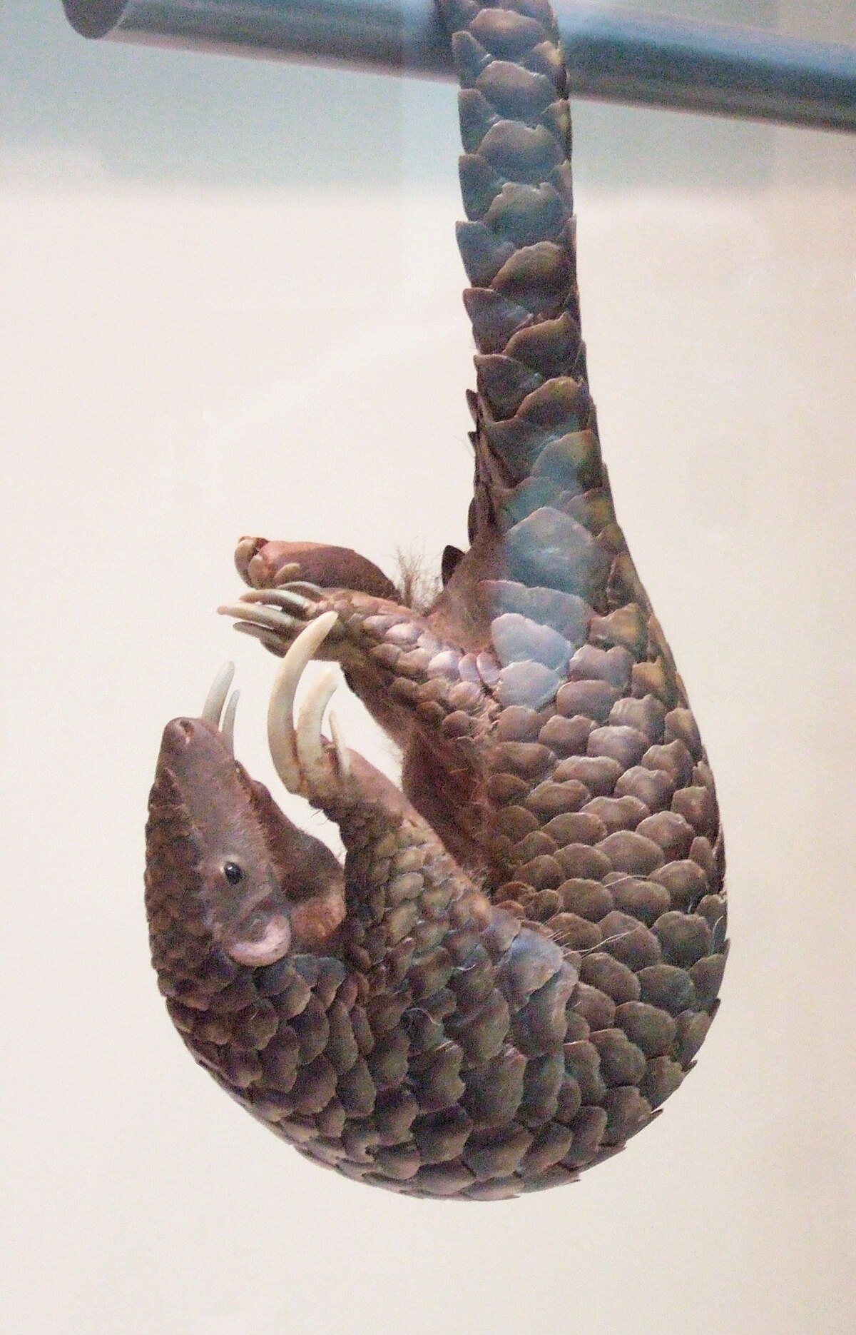 Pangolin à courte queue