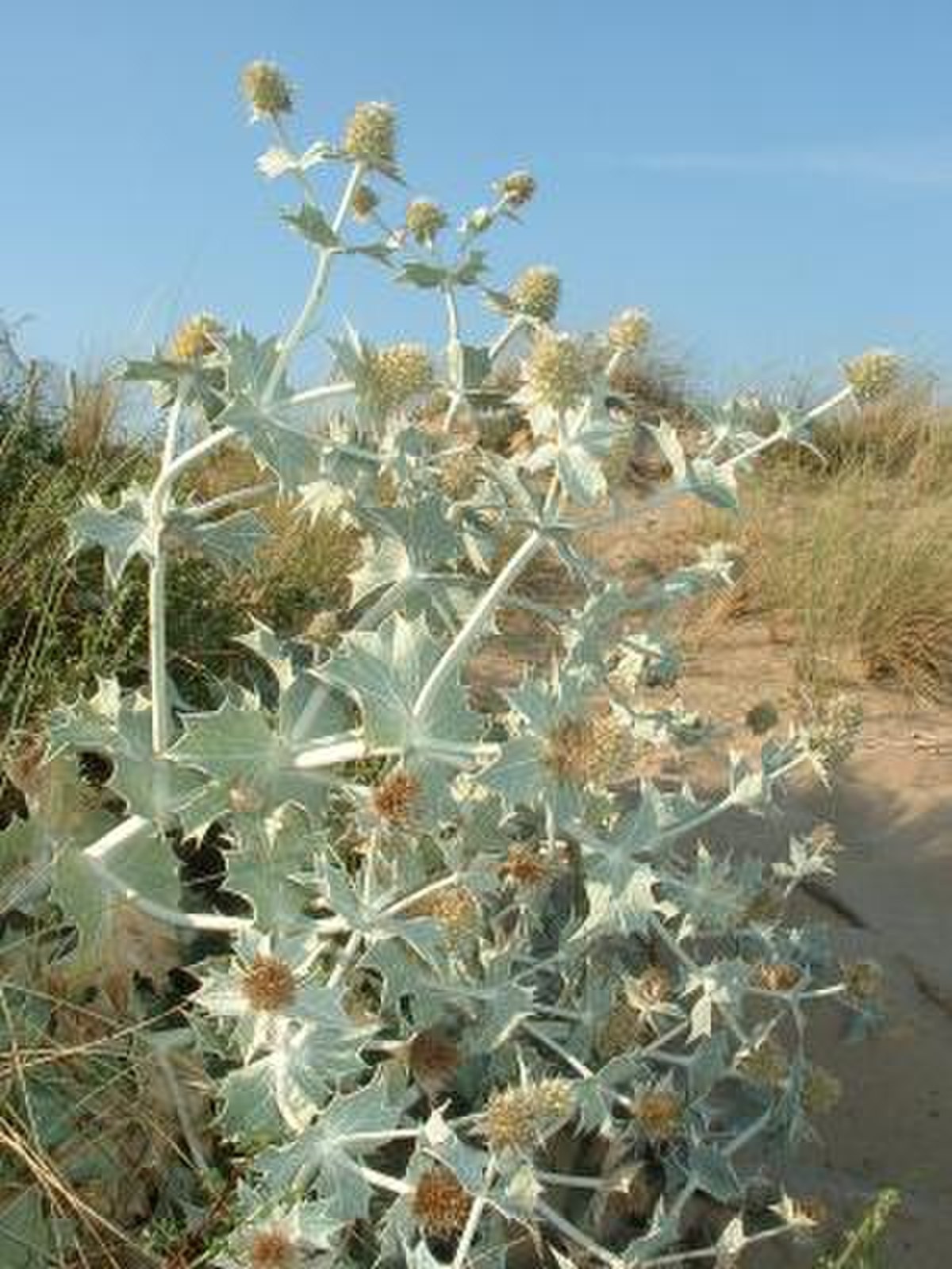 Panicaut
