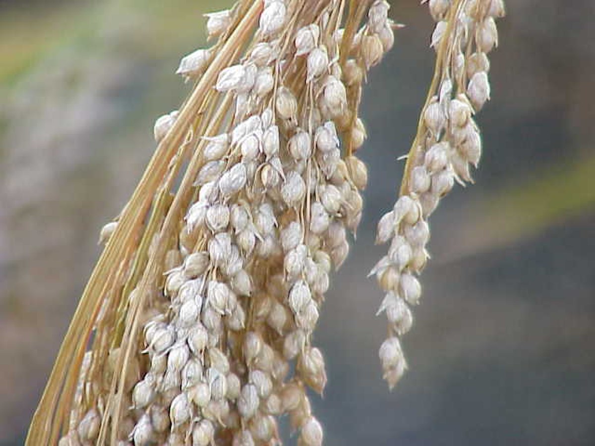 Paniceae