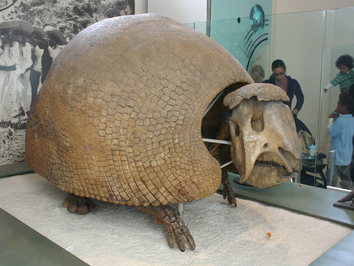 Glyptodontidae