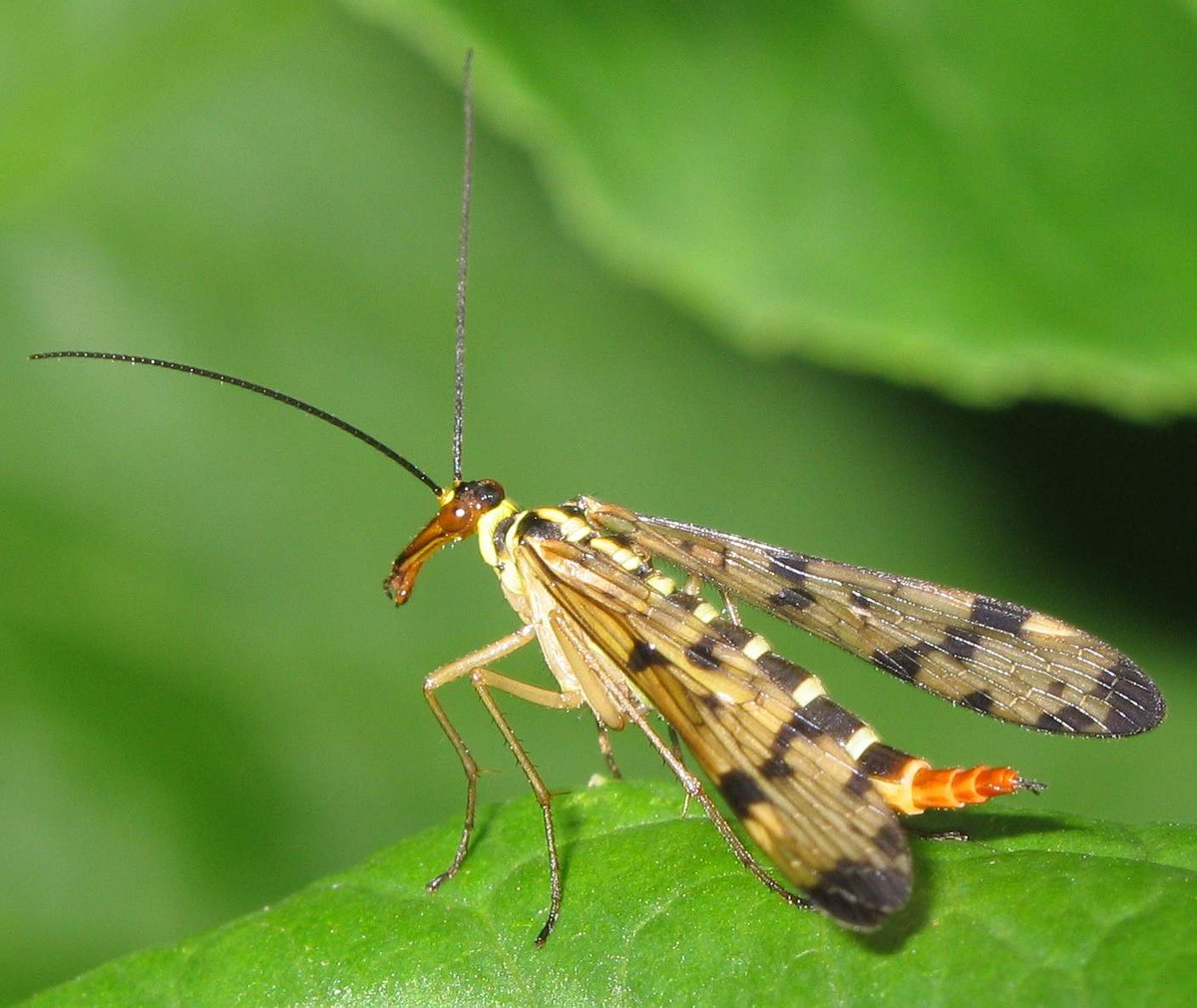 Mecoptera