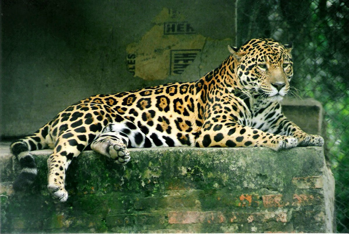 Faune d'Argentine