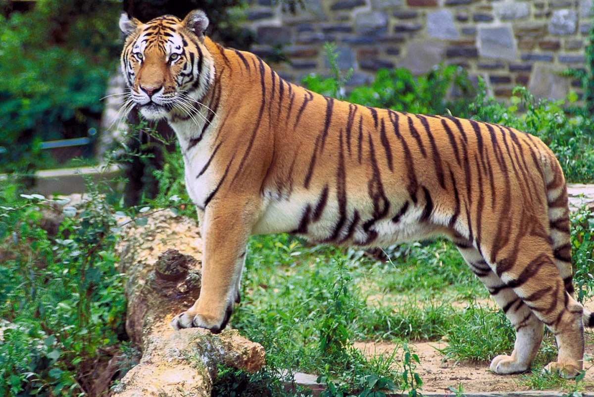 Tigre du Bengale