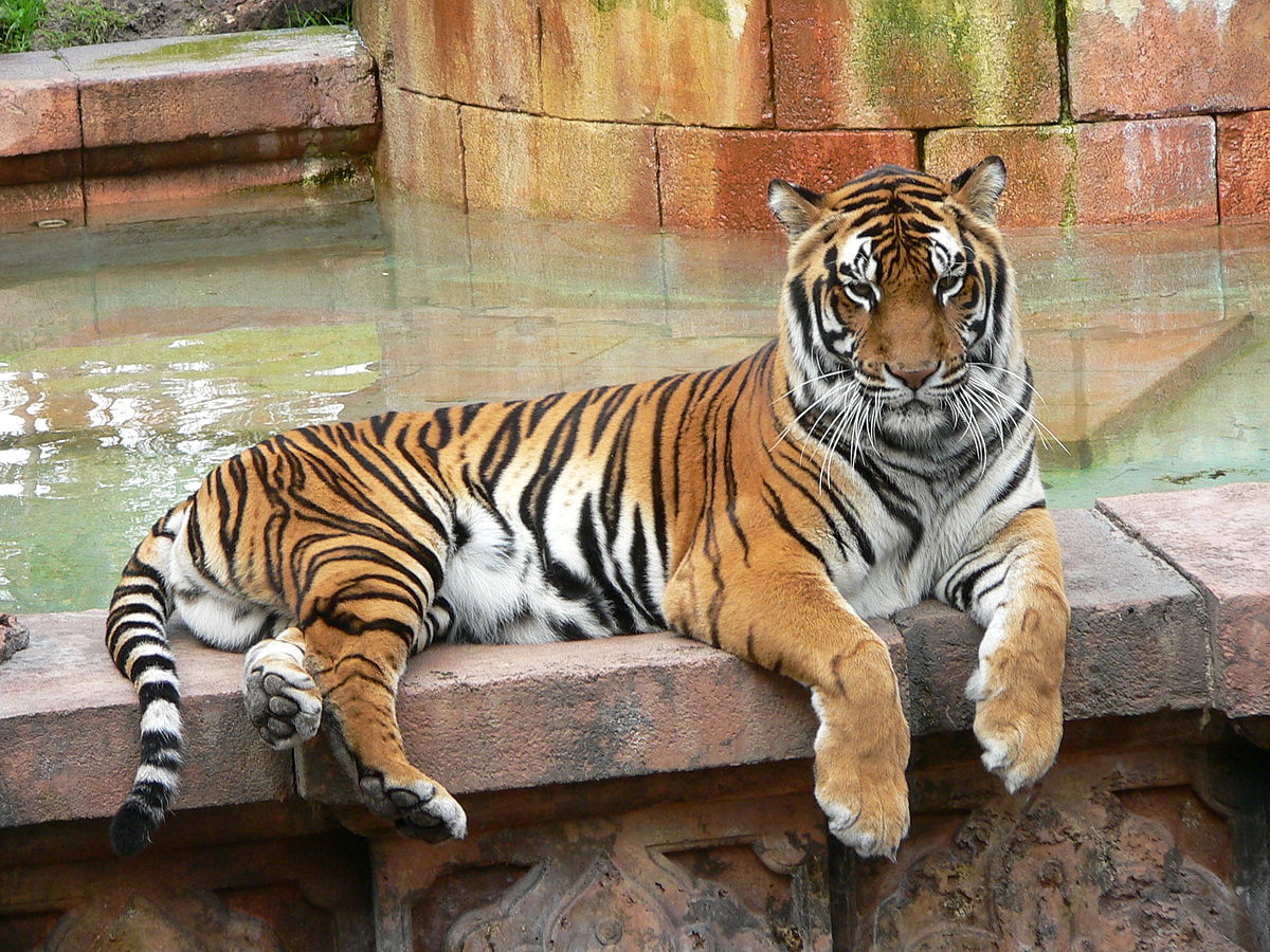 Sous-espèce du tigre
