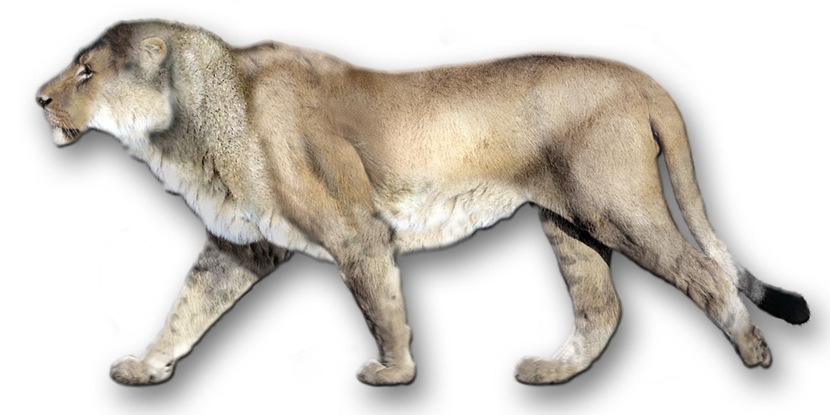 Lion américain