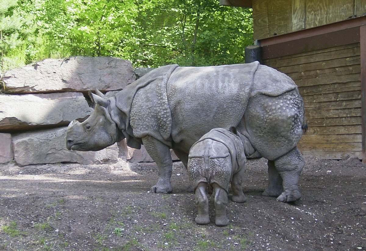Une mère et son petit, au zoo de Nuremberg