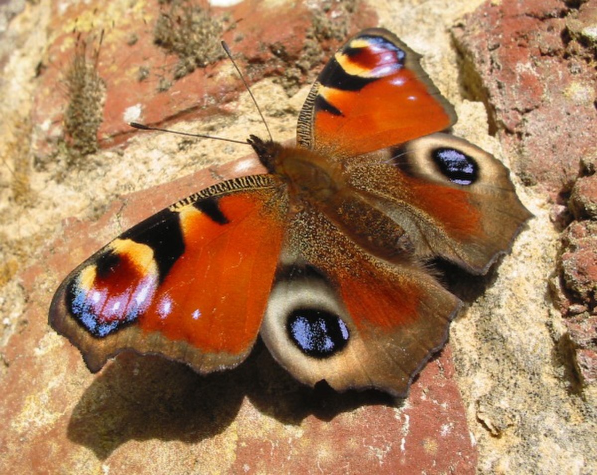 Nymphalis