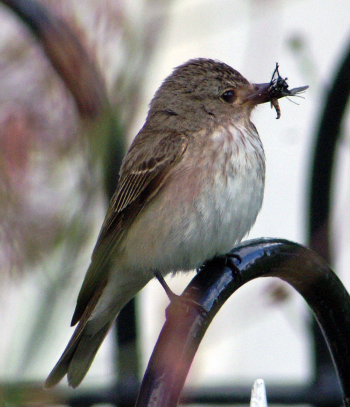 Gobemouche (oiseau)