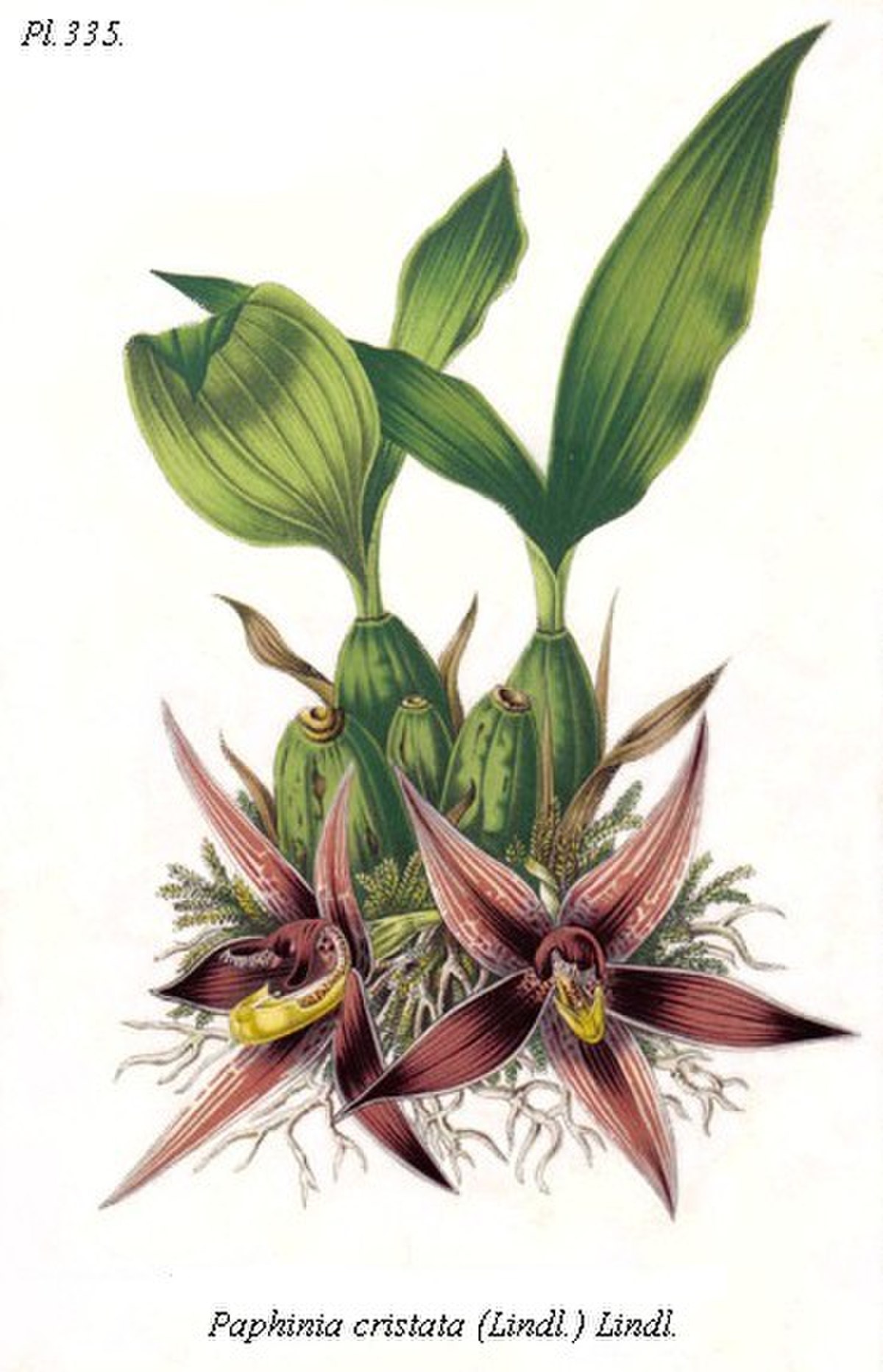 Paphinia