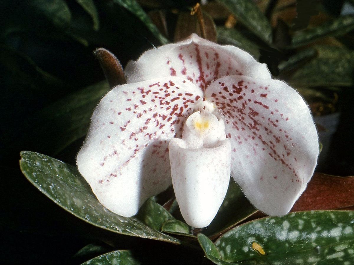 Paphiopedilum bellatulum