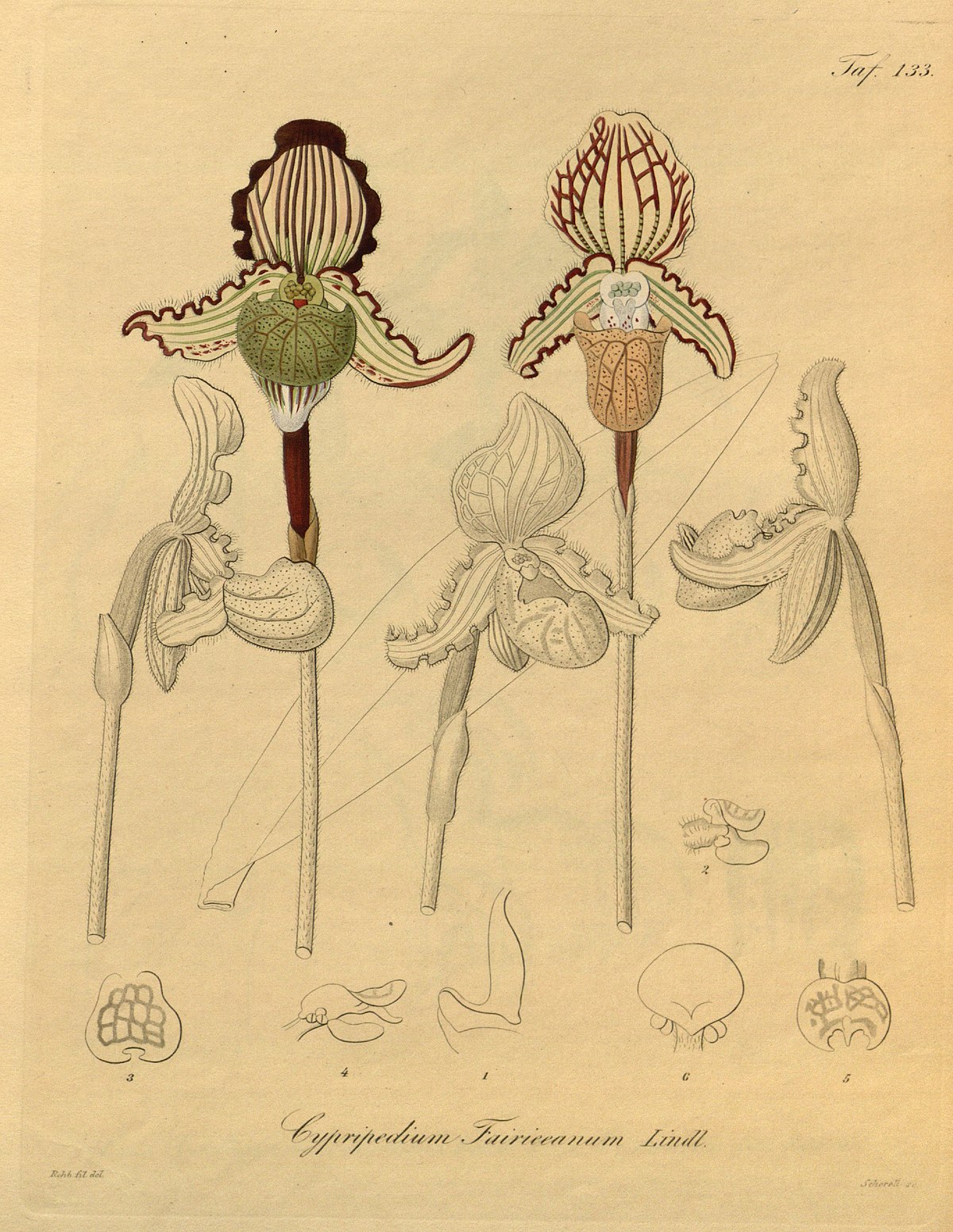 Paphiopedilum