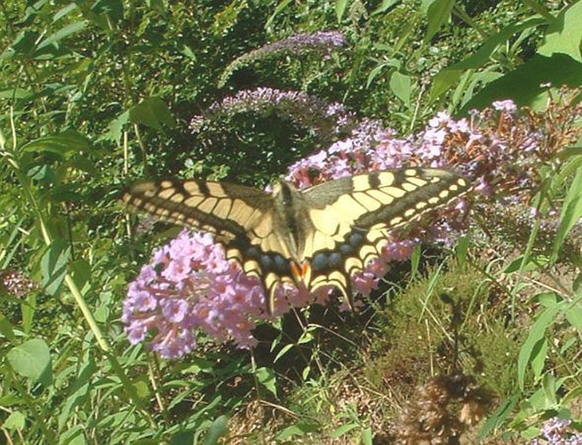 Papilionidae