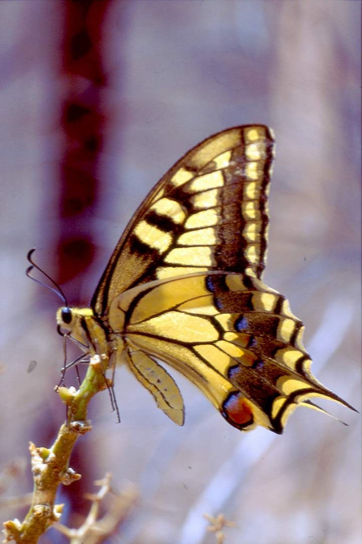 Papilio