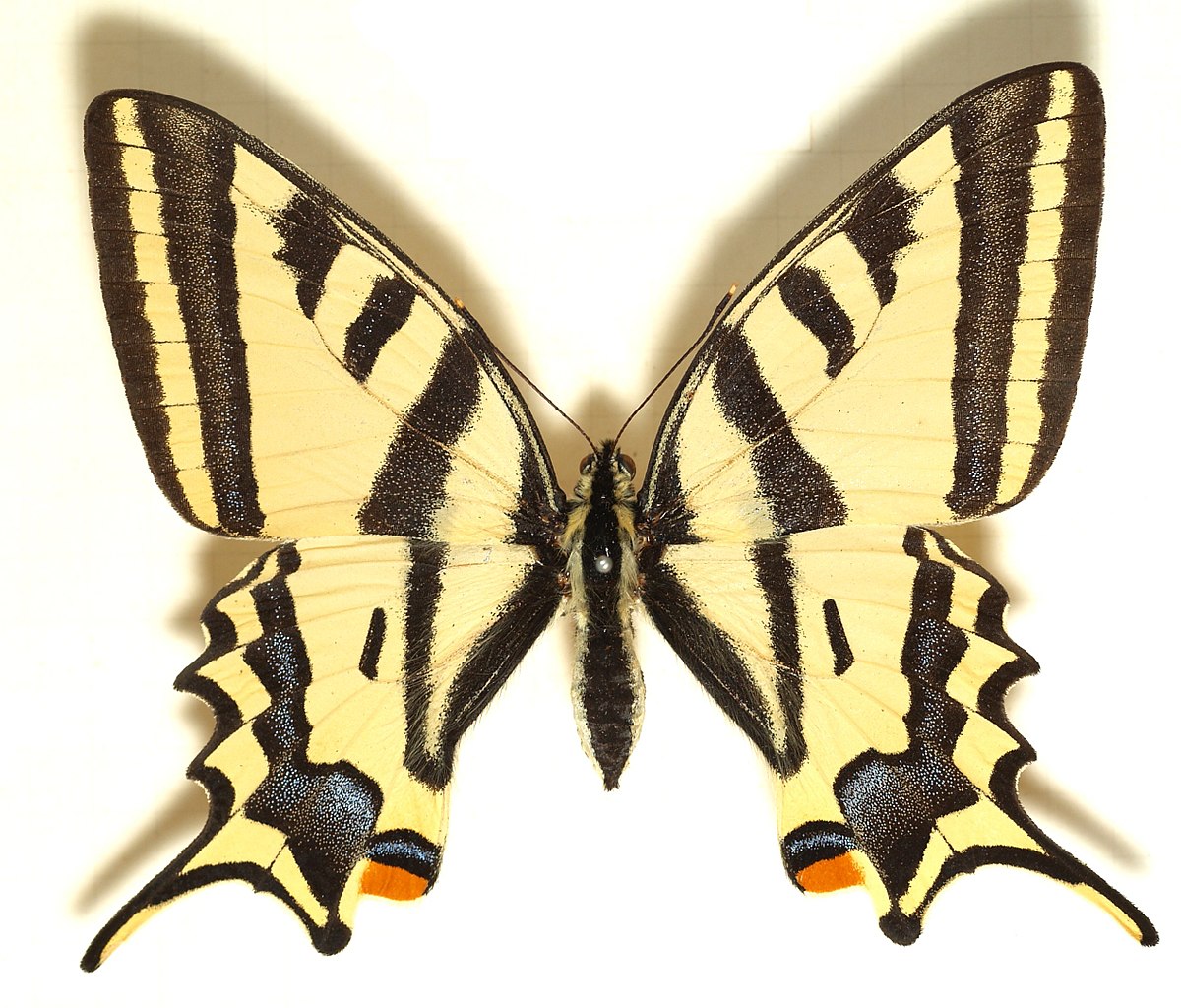 Alexanor