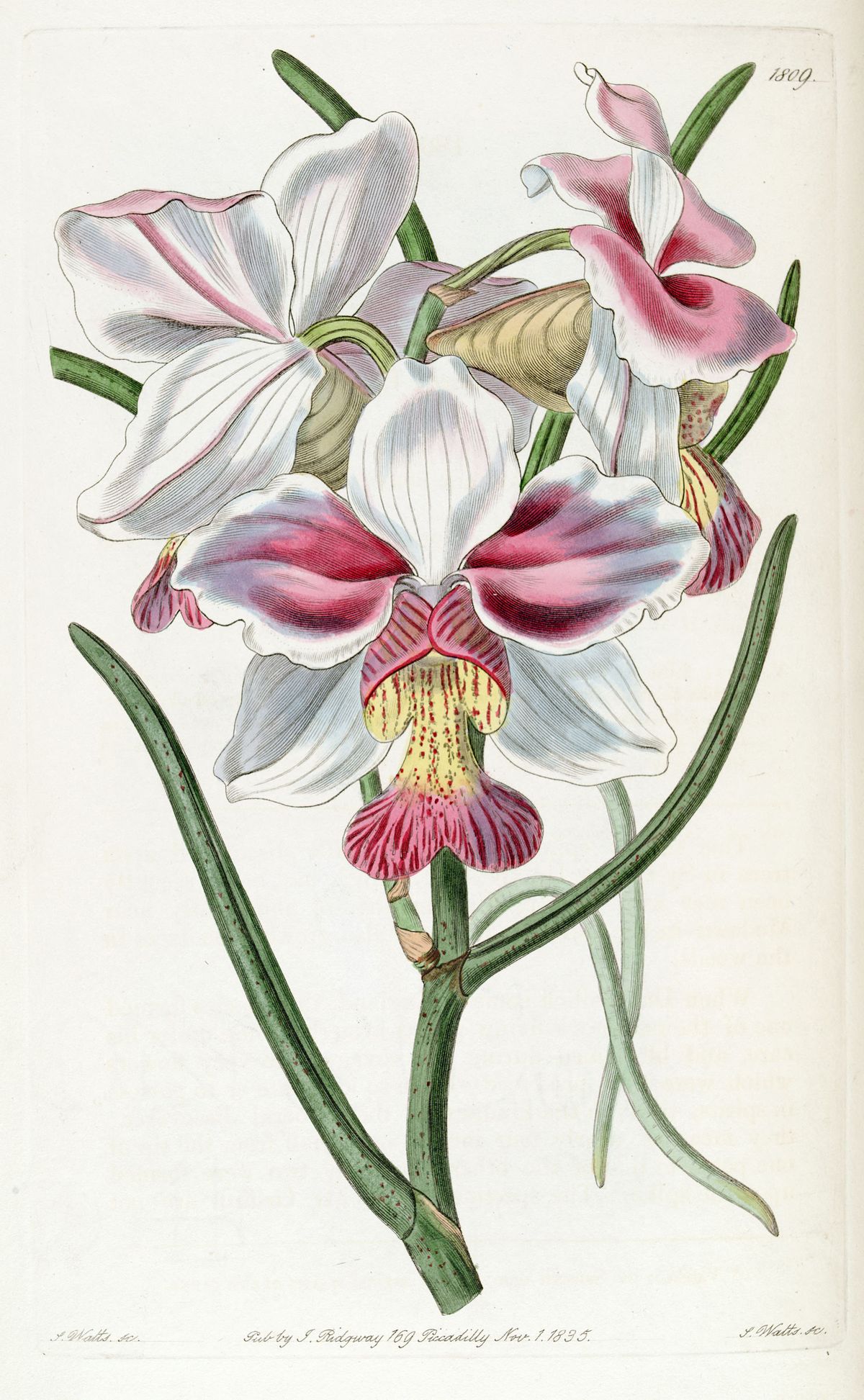 Papilionanthe teres