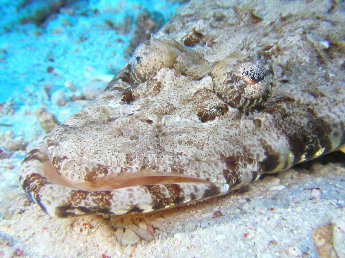 Papilloculiceps longiceps