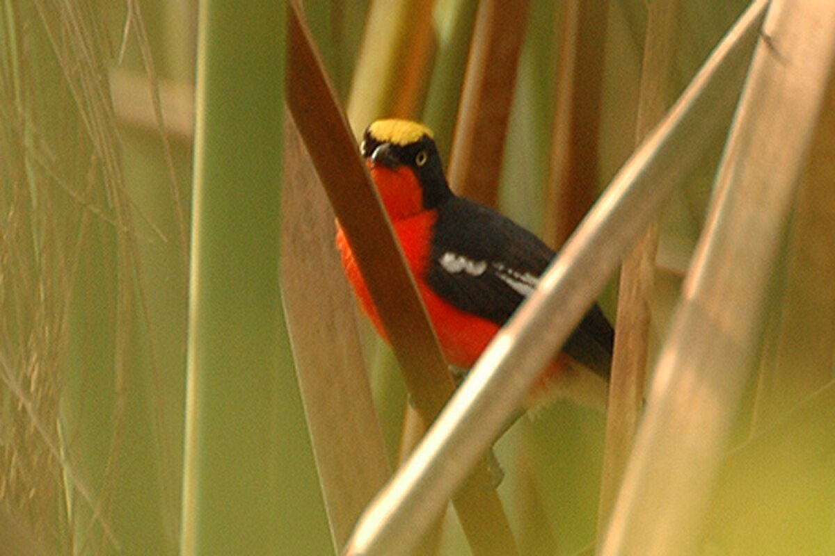 Gonolek des papyrus