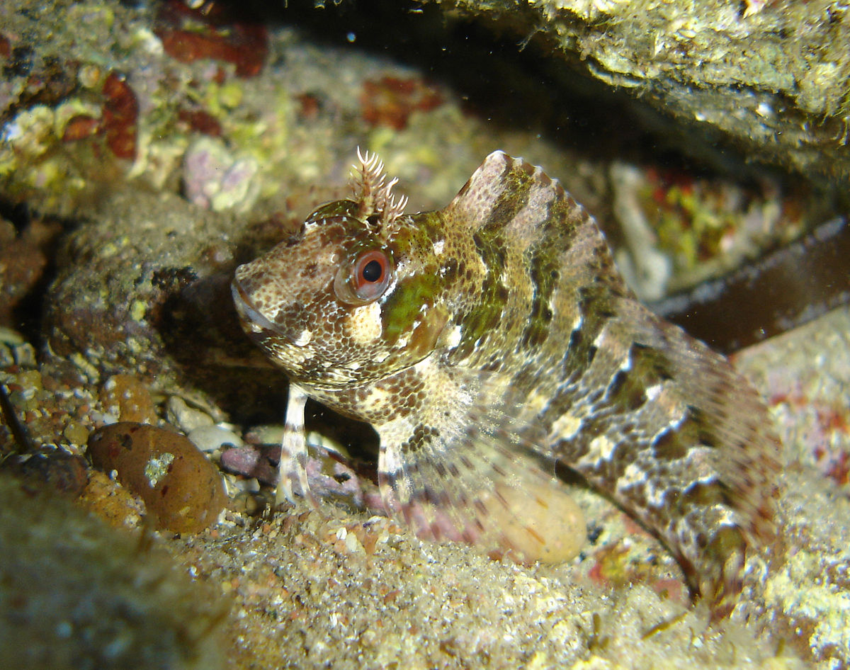 Parablennius